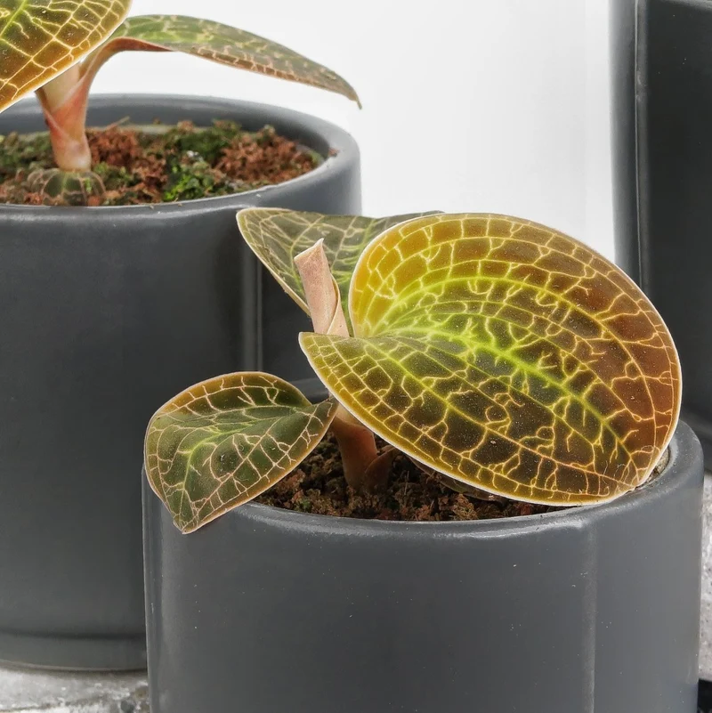 JEWEL ORCHID MACODES LOWII