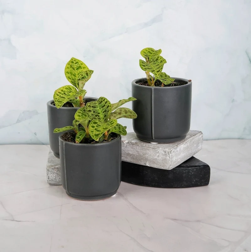 JEWEL ORCHID MACODES PETOLA
