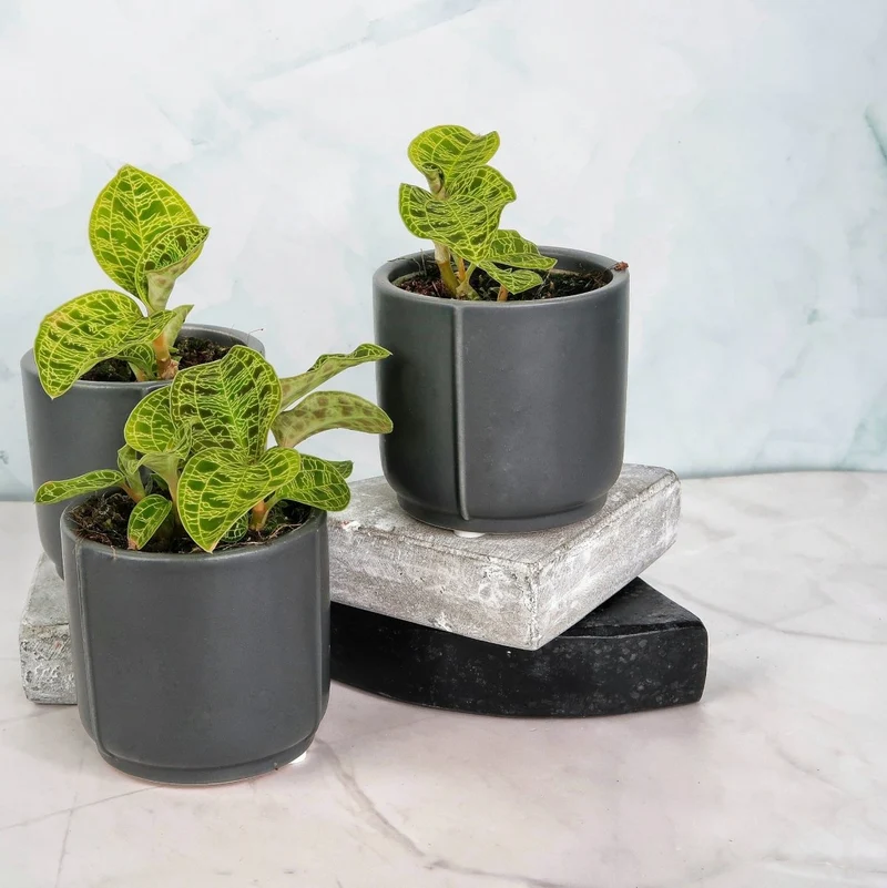 JEWEL ORCHID MACODES PETOLA