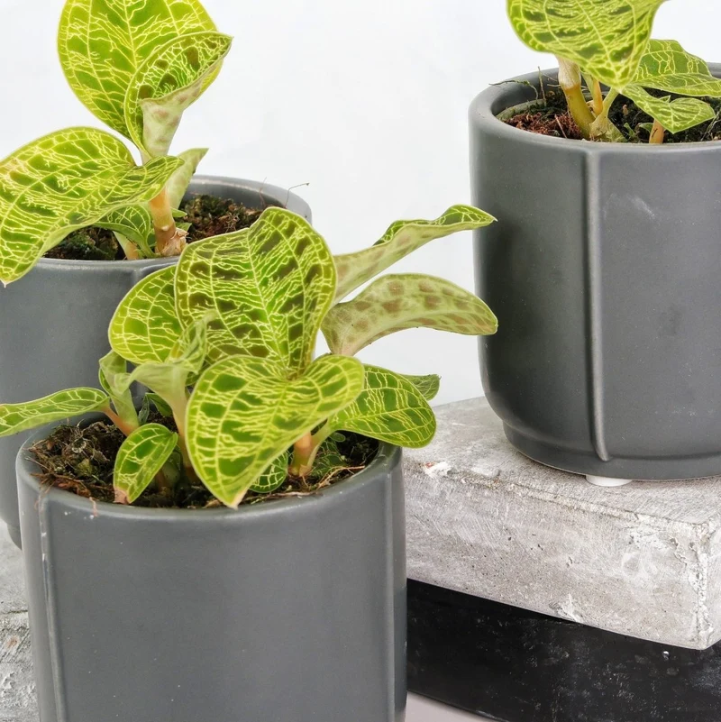 JEWEL ORCHID MACODES PETOLA