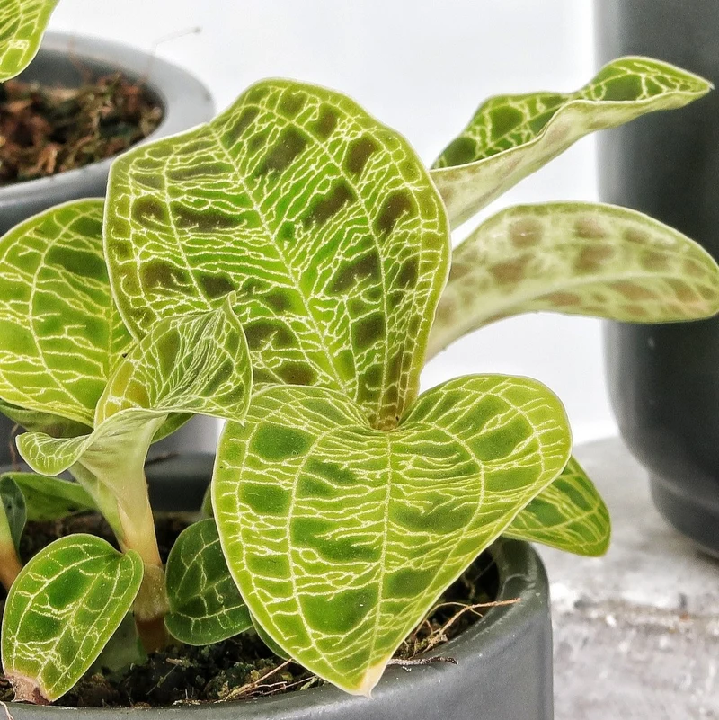 JEWEL ORCHID MACODES PETOLA
