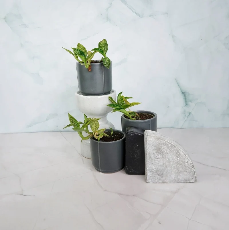 JEWEL ORCHID SPIDERMAN GREEN