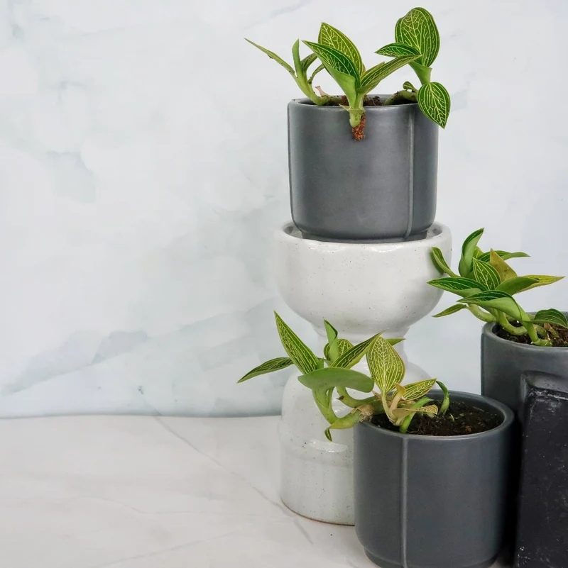 JEWEL ORCHID SPIDERMAN GREEN