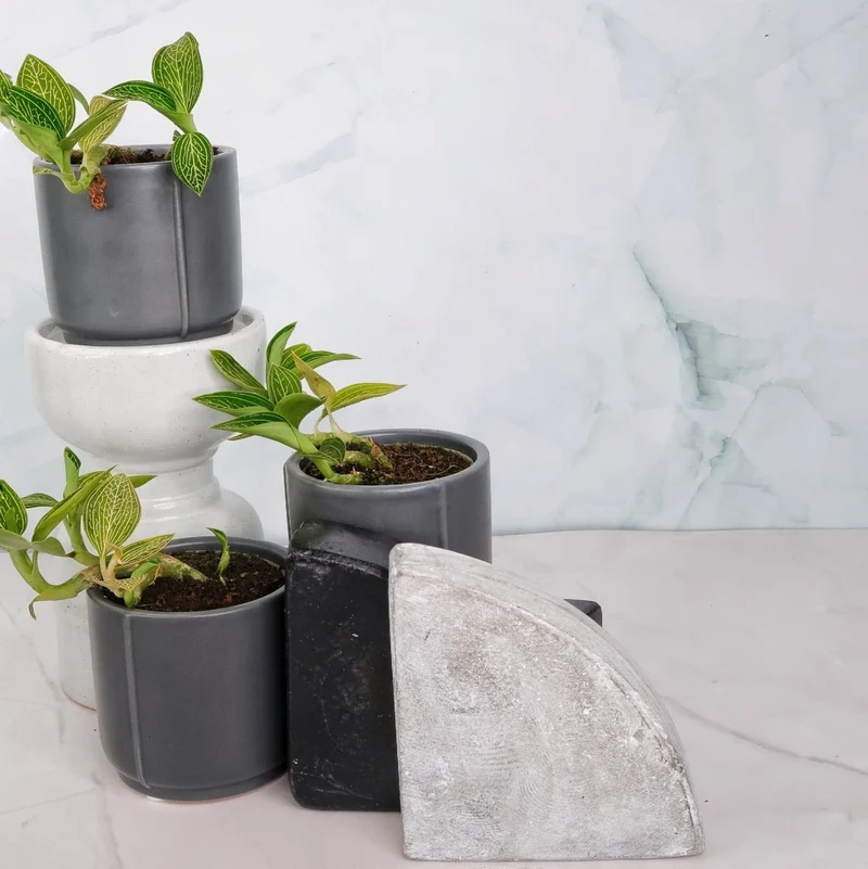 JEWEL ORCHID SPIDERMAN GREEN