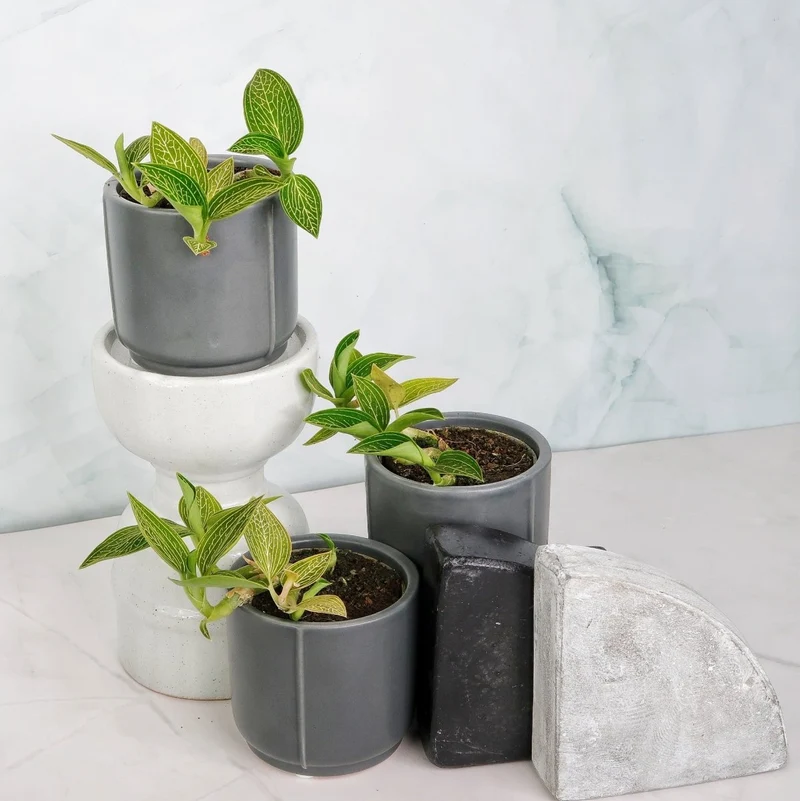 JEWEL ORCHID SPIDERMAN GREEN