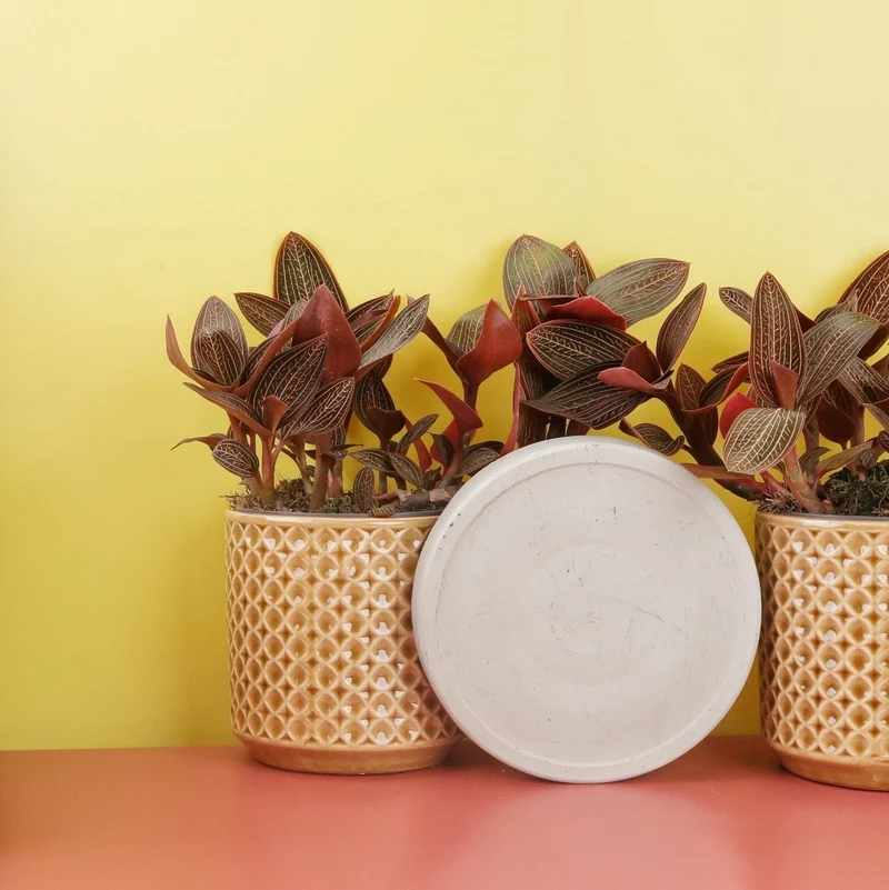 JEWEL ORCHID SPIDERMAN RED