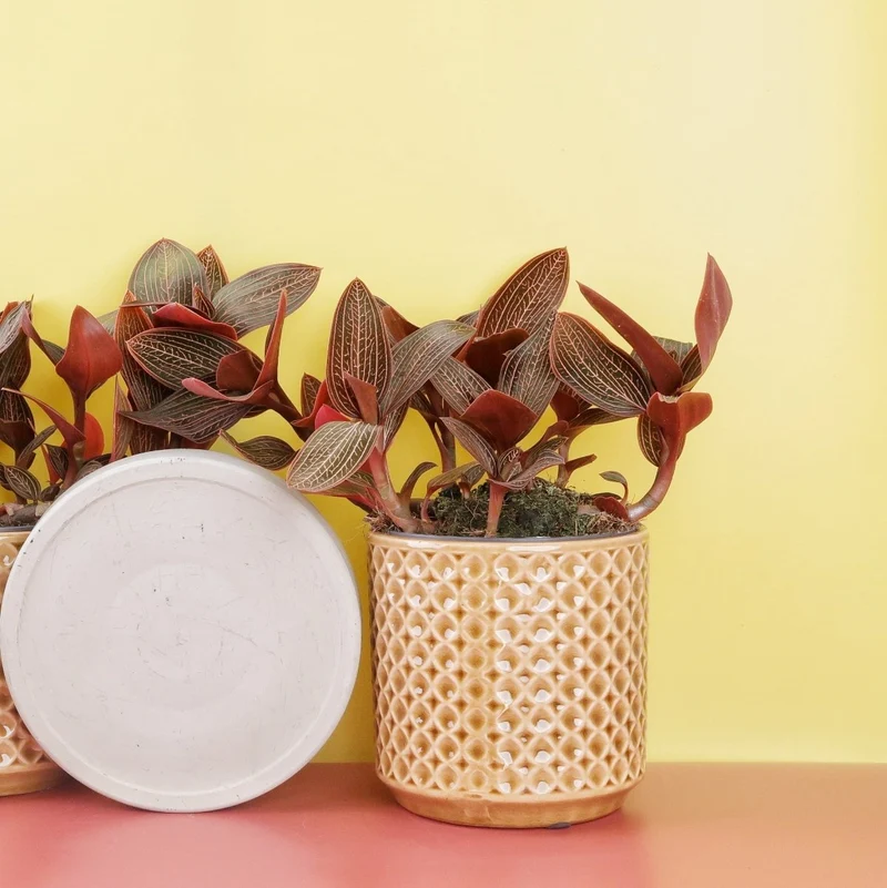 JEWEL ORCHID SPIDERMAN RED