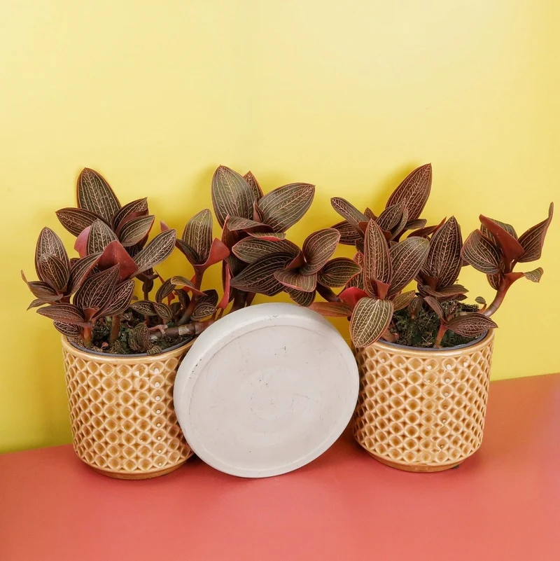 JEWEL ORCHID SPIDERMAN RED