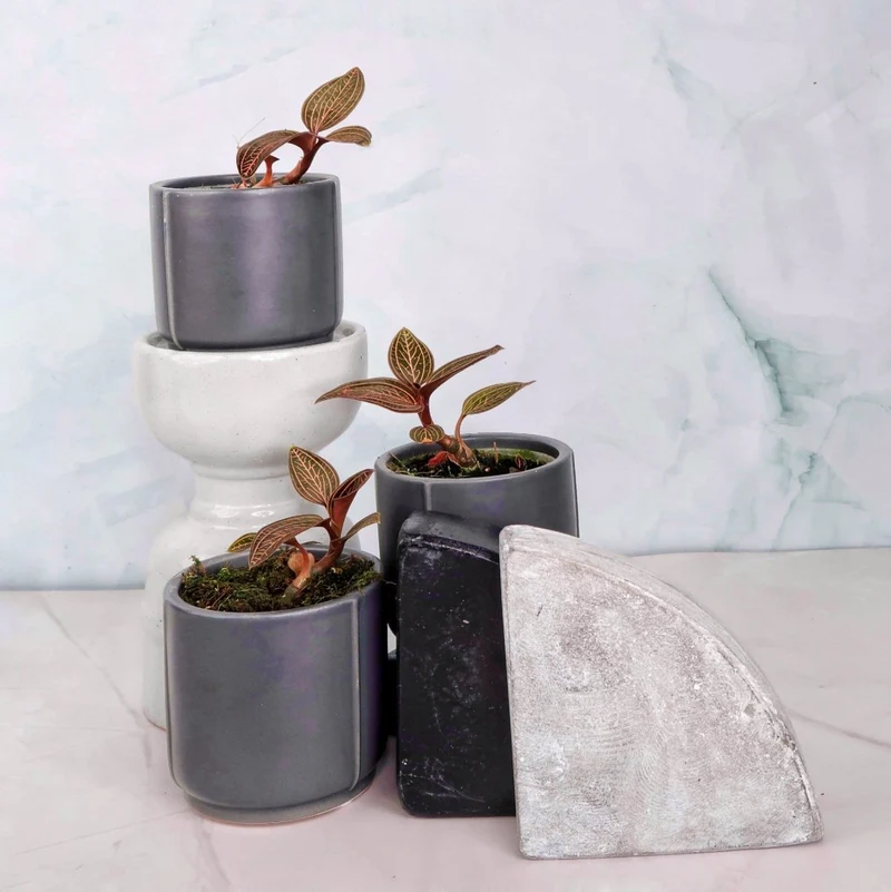 JEWEL ORCHID SPIDERMAN RED