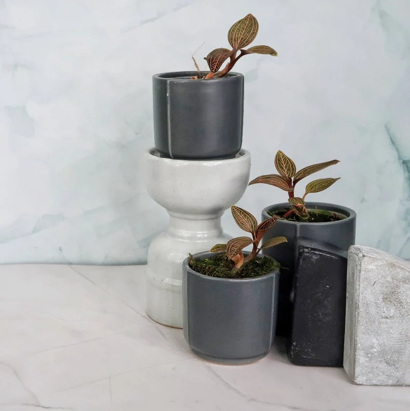 JEWEL ORCHID SPIDERMAN RED