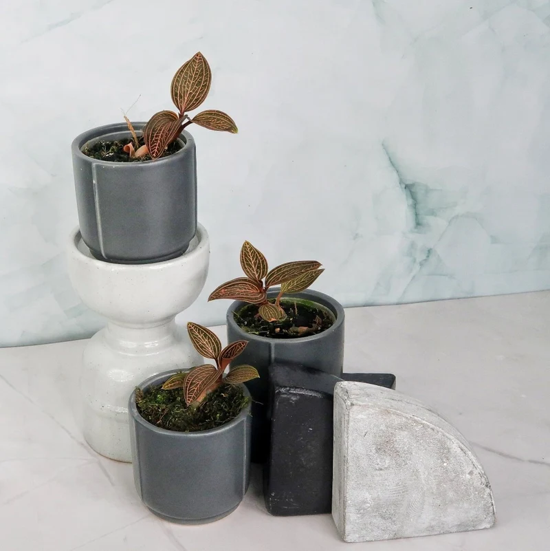 JEWEL ORCHID SPIDERMAN RED
