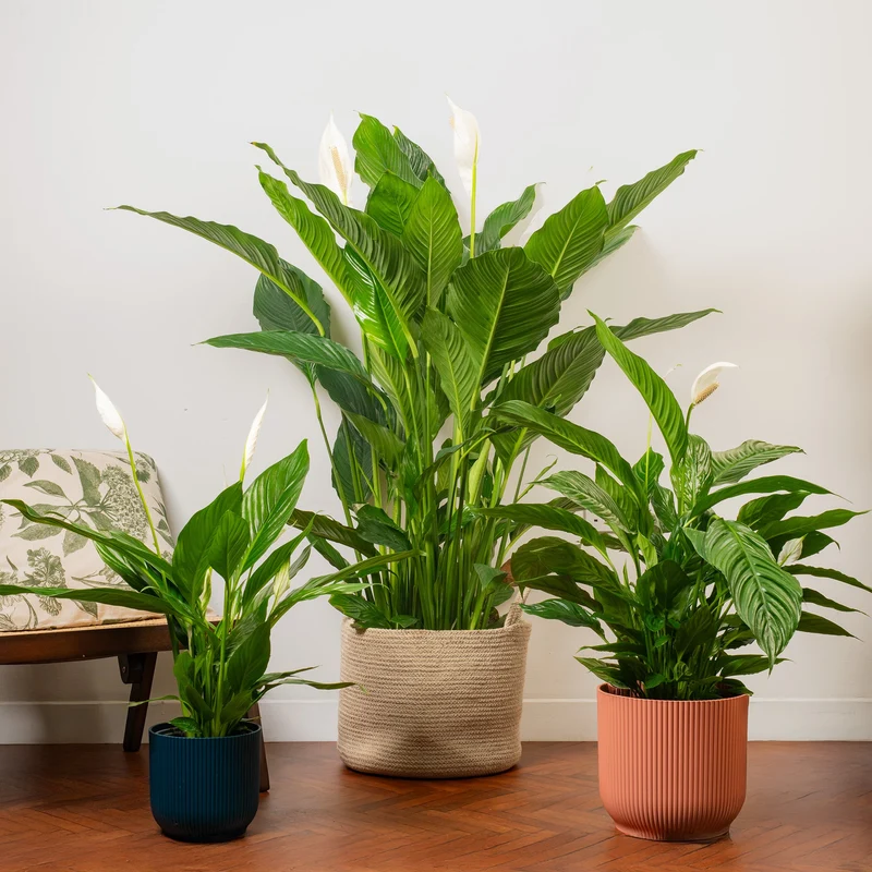 Spathiphyllum 'Friedenslilie'