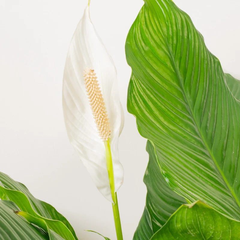 Spathiphyllum 'Friedenslilie'