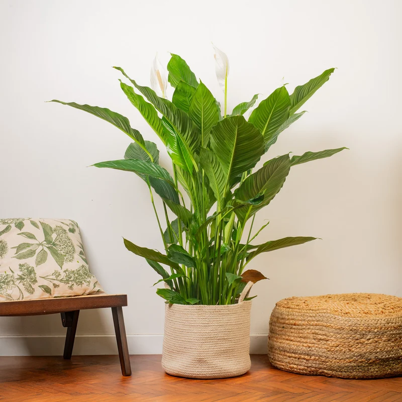 Spathiphyllum 'Friedenslilie'