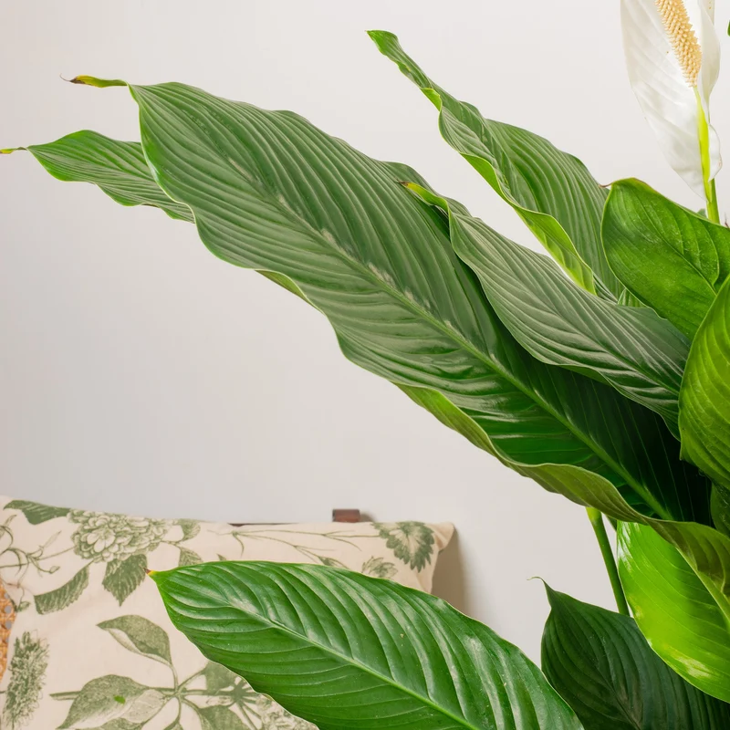 Spathiphyllum 'Friedenslilie'
