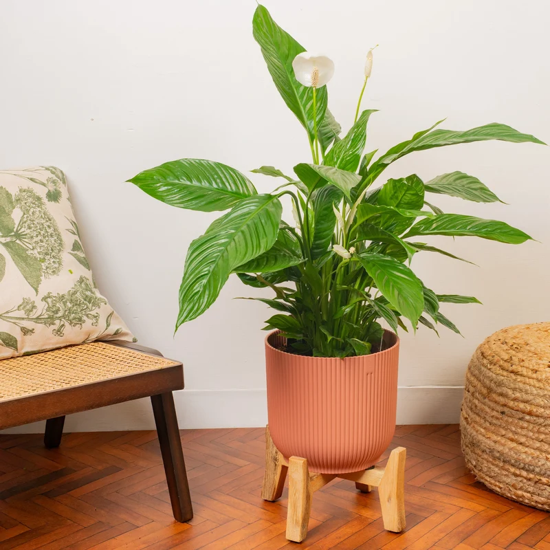 Spathiphyllum 'Friedenslilie'