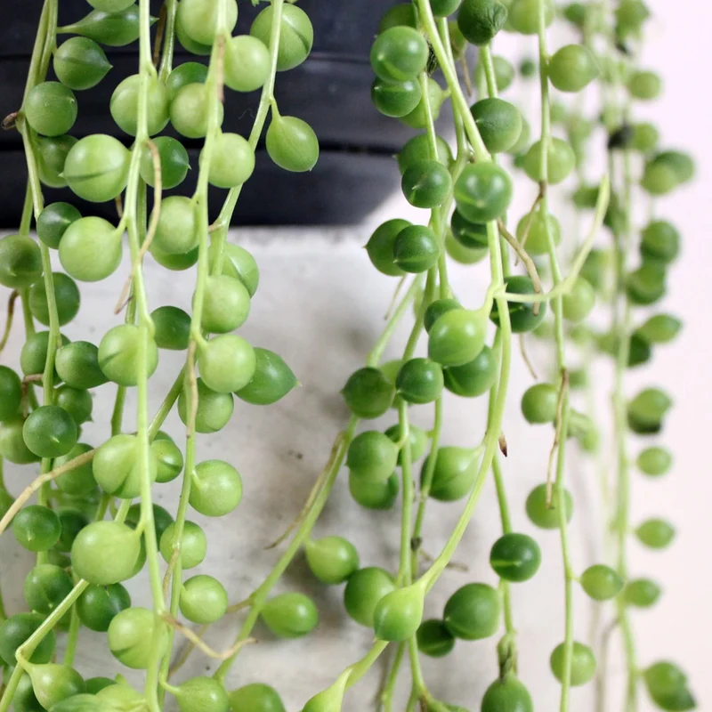 Senecio rowleyanus