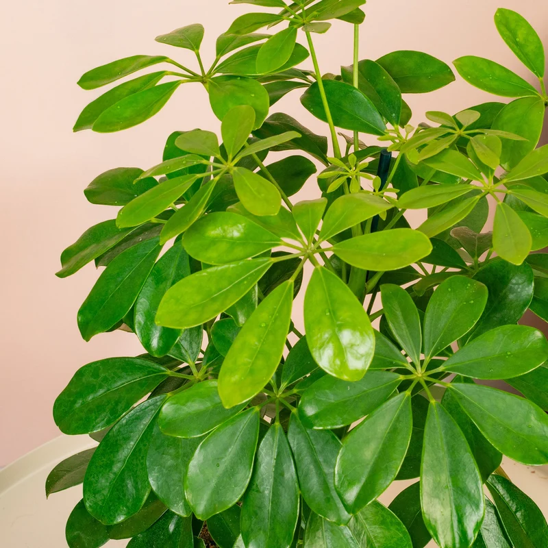 Schefflera 'Nora'