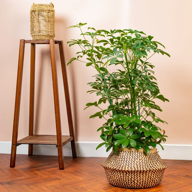 Schefflera 'Nora'