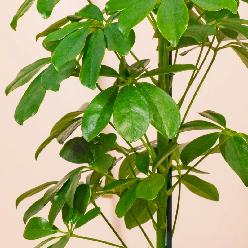 Schefflera 'Nora'