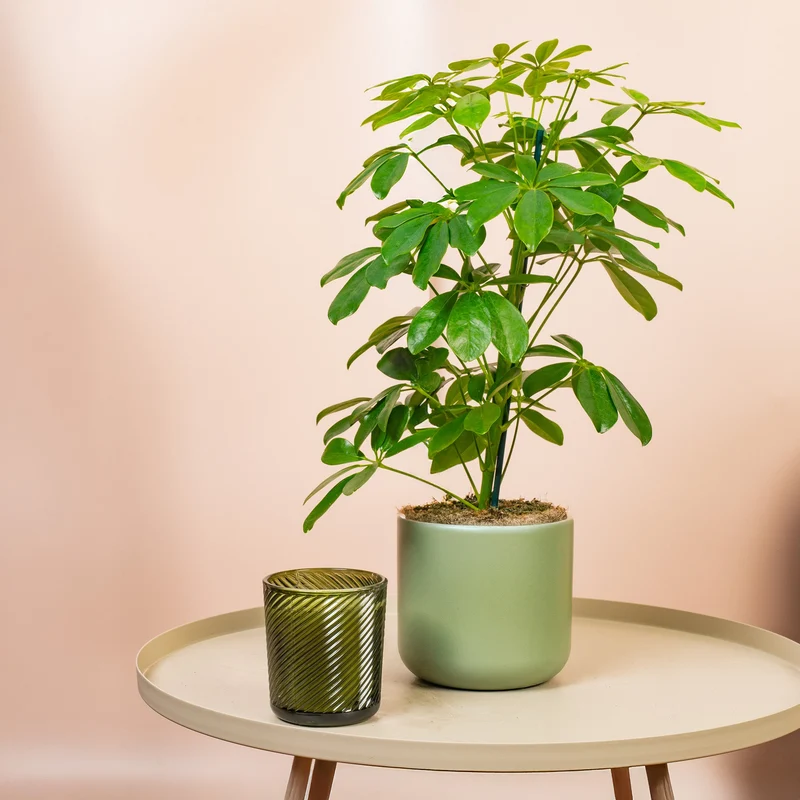 Schefflera 'Nora'