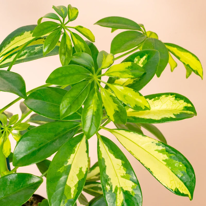 Schefflera 'Gold Capella'