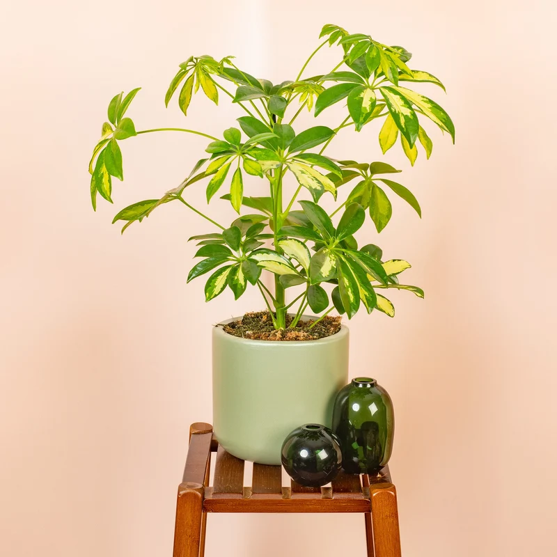 Schefflera 'Gold Capella'