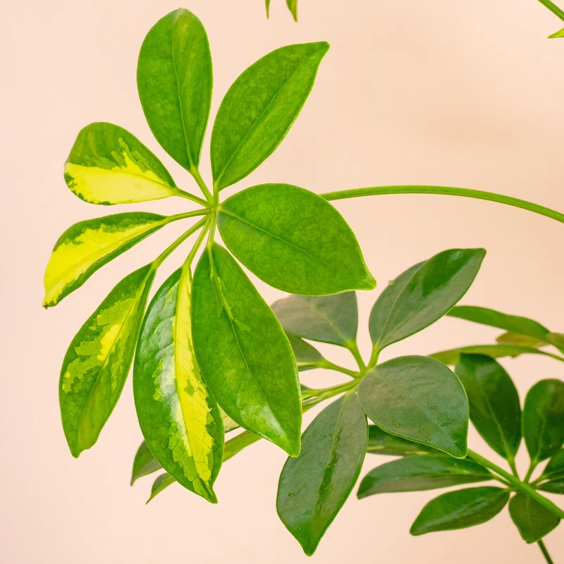 Schefflera 'Gold Capella'