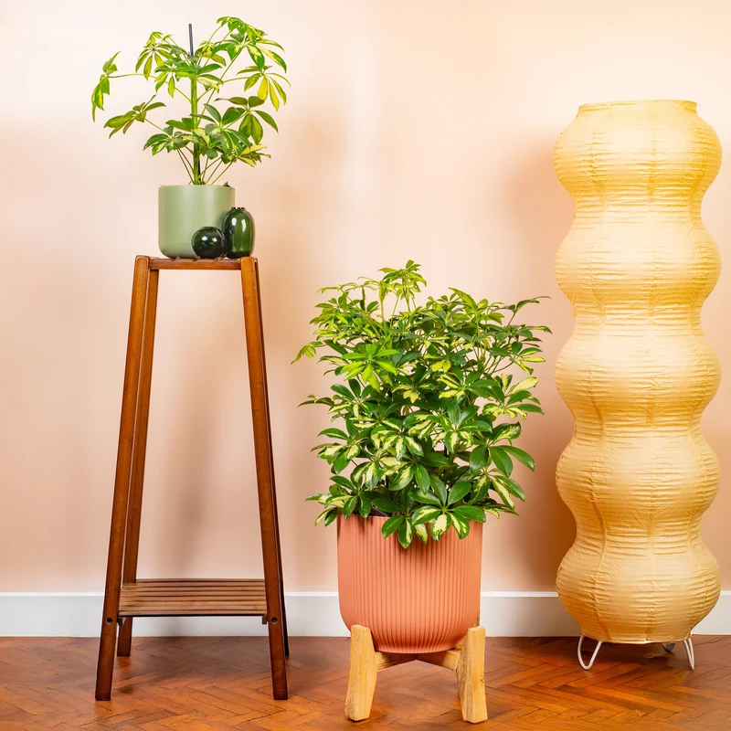 Schefflera 'Gold Capella'