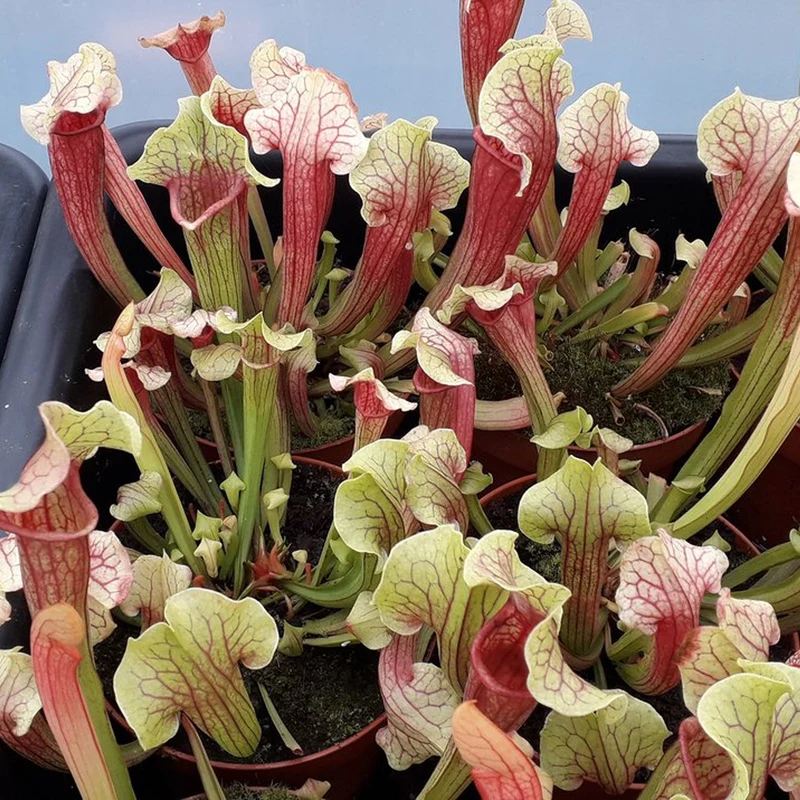 Sarracenia 'Smoorii'