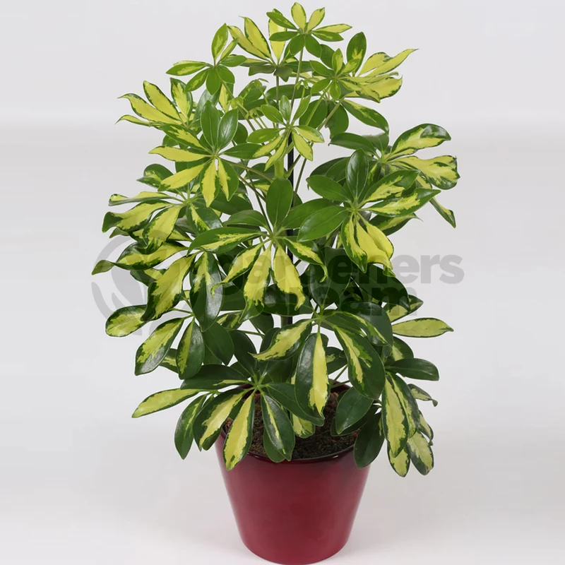 Schefflera 'Gerda'