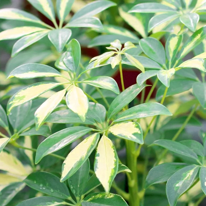 Schefflera 'Gerda'