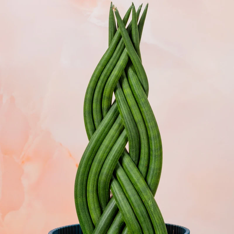 Sansevieria 'Twister'
