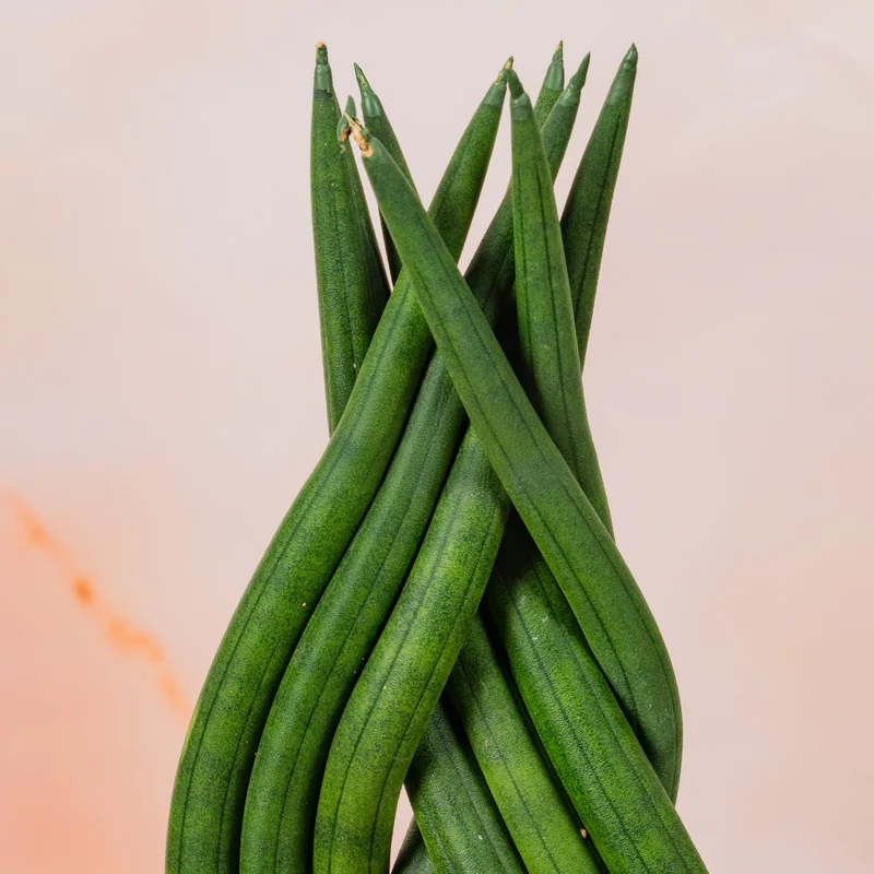Sansevieria 'Twister'