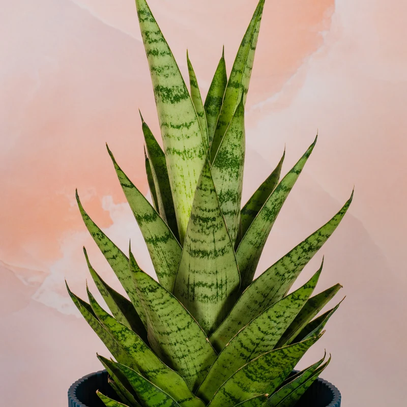 Sansevieria 'Tough Lady'