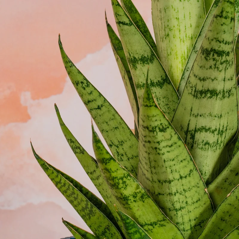 Sansevieria 'Tough Lady'