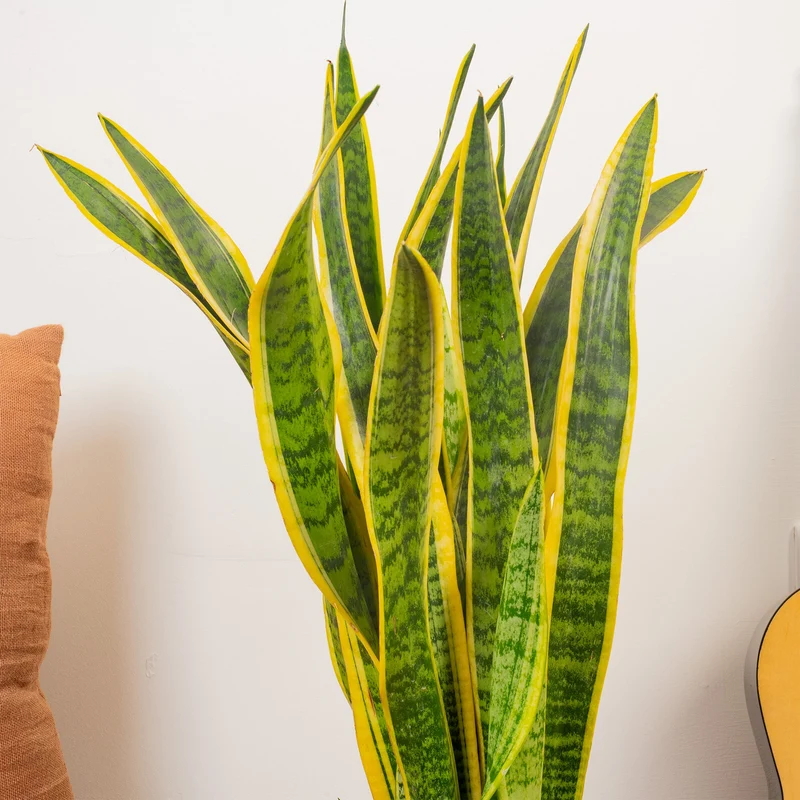 Sansevieria 'Laurentii'