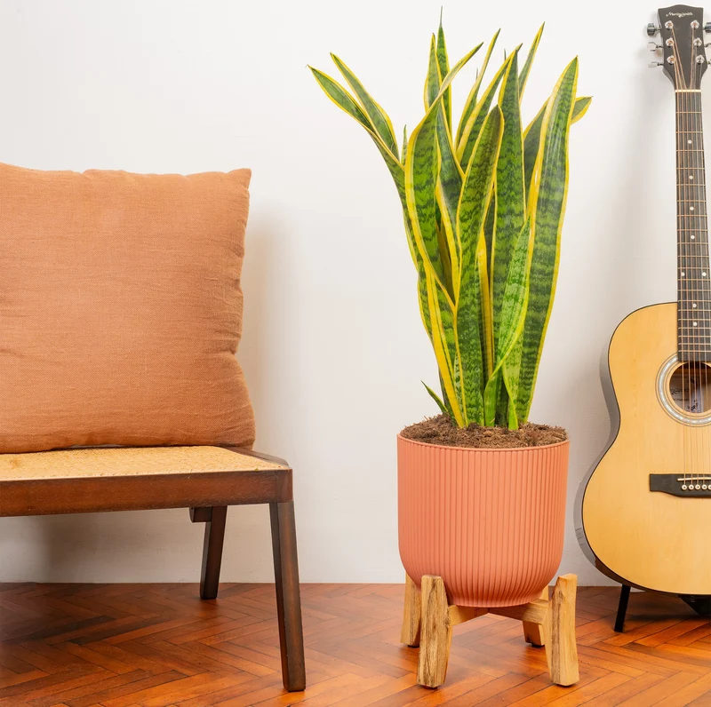Sansevieria 'Laurentii'