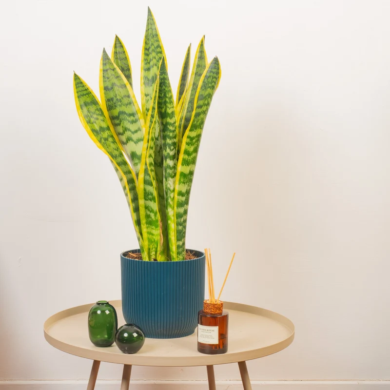 Sansevieria 'Laurentii'