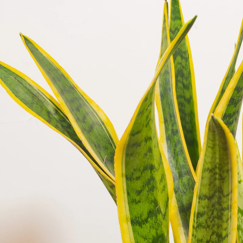 Sansevieria 'Laurentii'