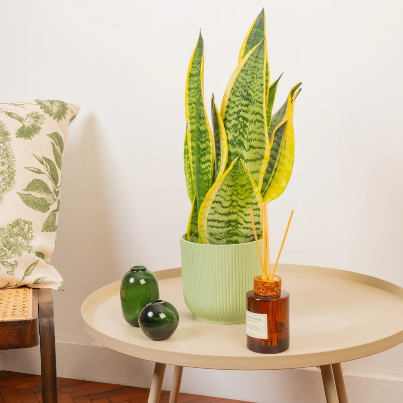 Sansevieria 'Laurentii'