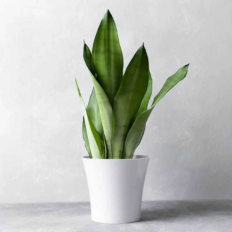 Sansevieria 'Mondschein'