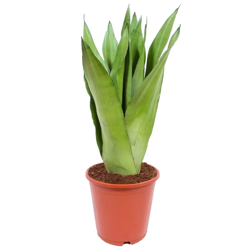 Sansevieria 'Mondschein'