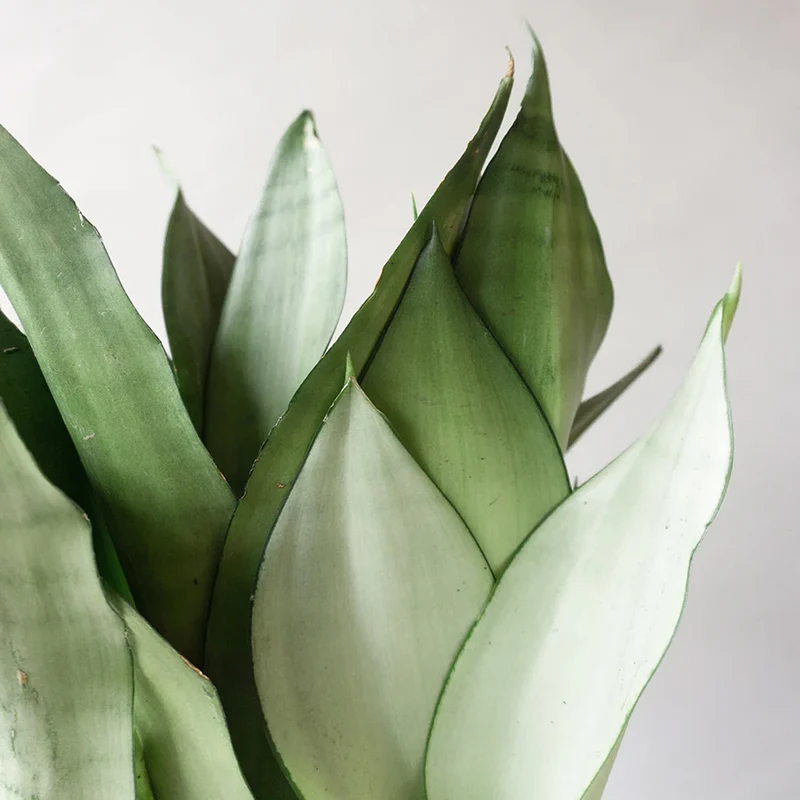 Sansevieria 'Mondschein'