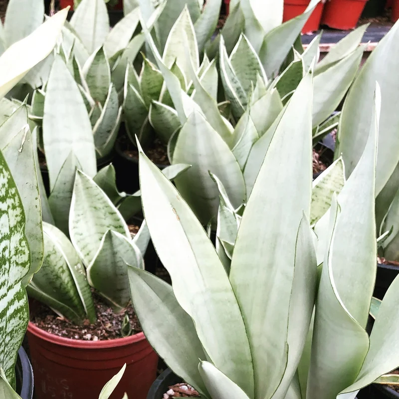 Sansevieria 'Mondschein'