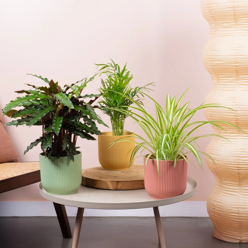 Pet Safe House Plant Bundle