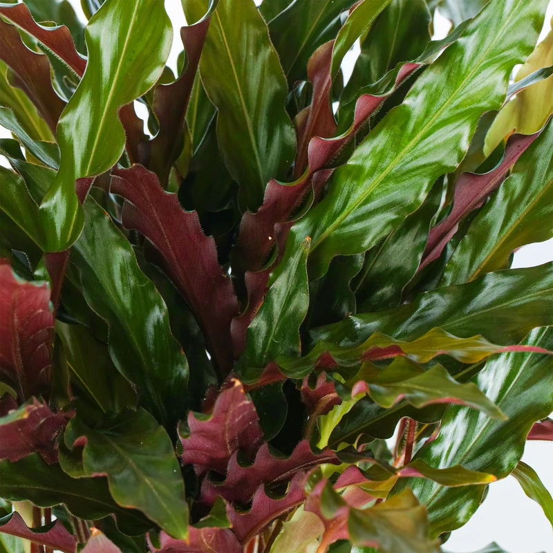 Pet Safe House Plant Bundle