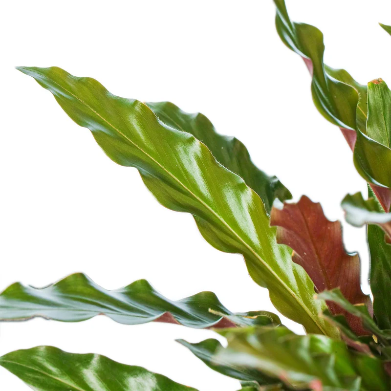 Pet Safe House Plant Bundle