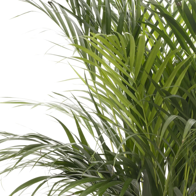 Pet Safe House Plant Bundle