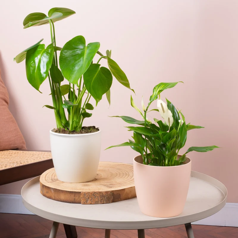 Blatt & Blüte Zimmerpflanze Bundle